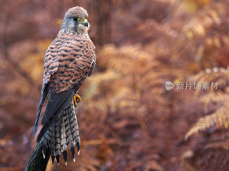 红隼(Falco tinnunculus)在秋天的颜色